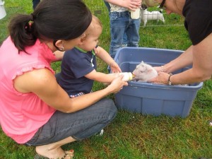 Bottle feeding pigs! 