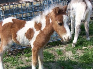 Barnyard petting zoo! Eighty four , PA