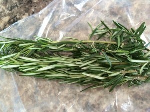Pinch the top rosemary leaves and pull down, stripping the stem. A rosemary stem can be a flavorful skewer! Slide shrimp onto the tough stem and grill!