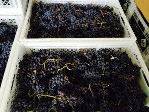 Plenty of grapes!