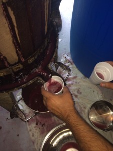 Grape Juice straight out of the presser!