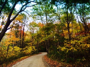 Happy Fall!